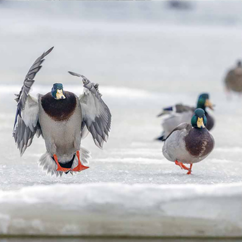 incoming duck 