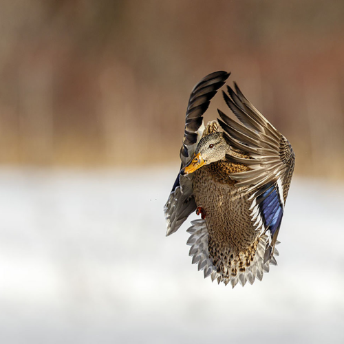 incoming duck