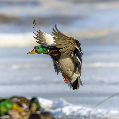 incoming duck