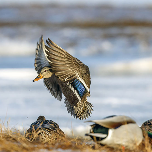 incoming duck