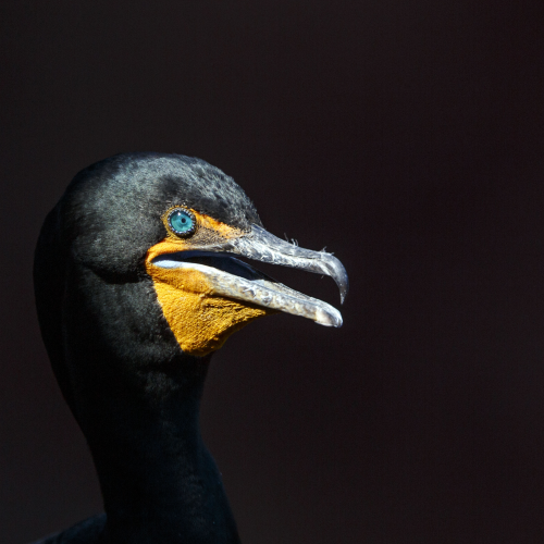 close  up of cormorant 