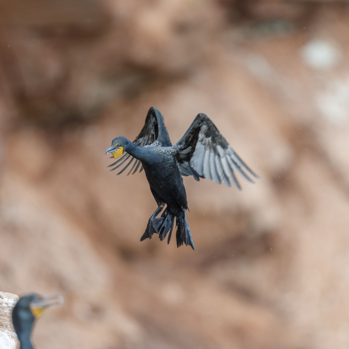 cormorant incoming to nest of P.E.I. cost 