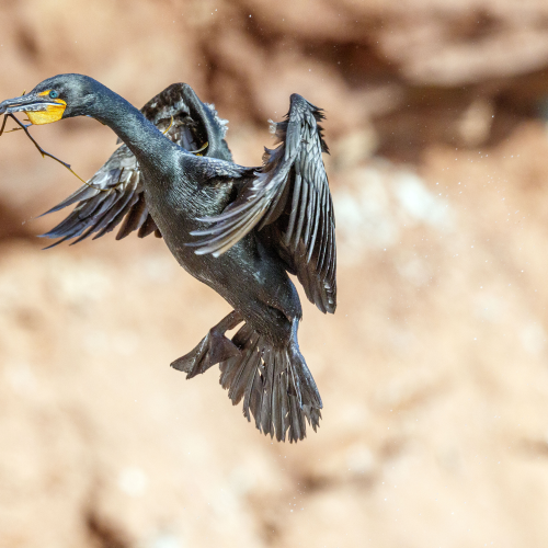 cormorant incoming to nest of P.E.I. cost 