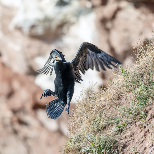 cormorant incoming to nest of P.E.I. cost 