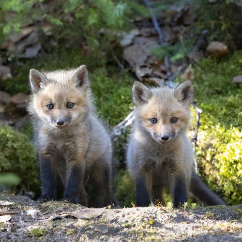 We Three Kits