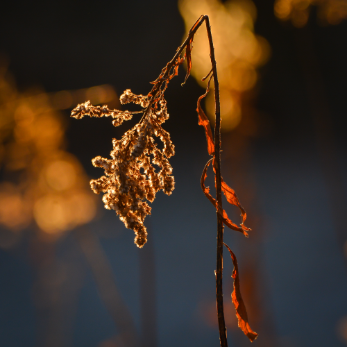 Broken, but still beautiful!