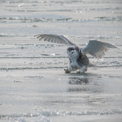 Icy Landing.