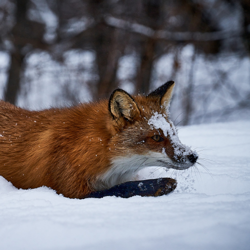 Red Fox hunting.