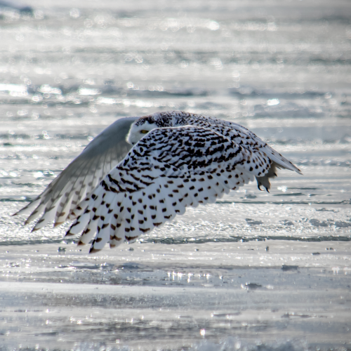 Flying over ice.