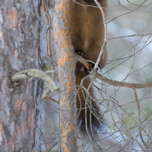 Tree Stand