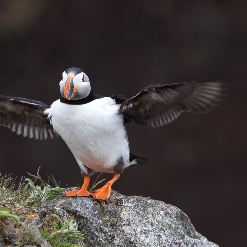Puffin