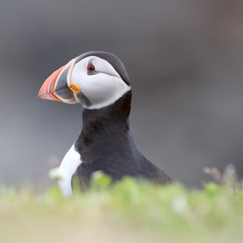 Puffin