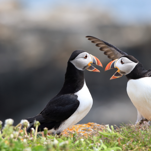 Puffin