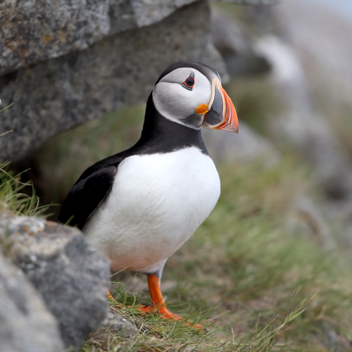 Puffin