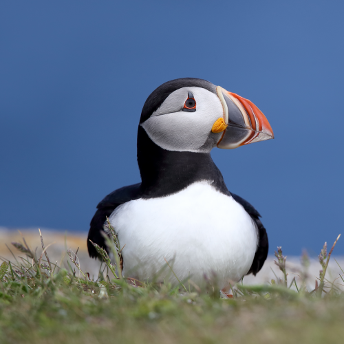 Puffin