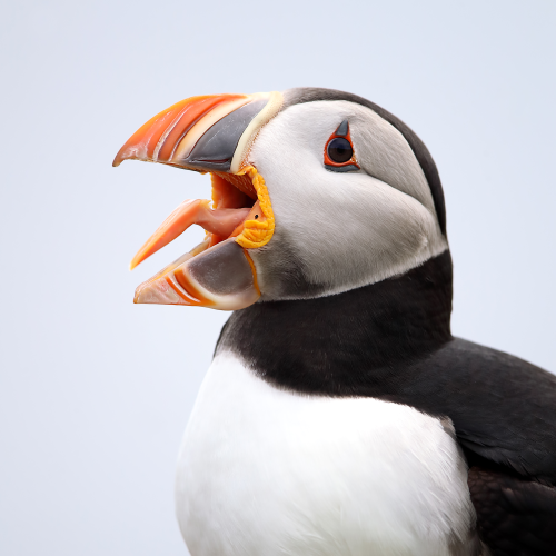 Puffin