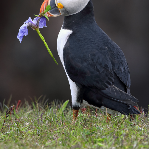 Puffin