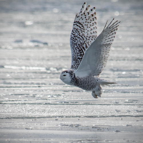 Showing off my wings.
