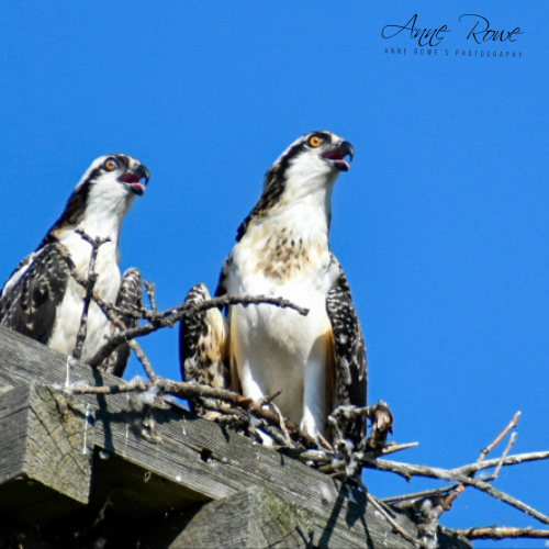 Osprey family 