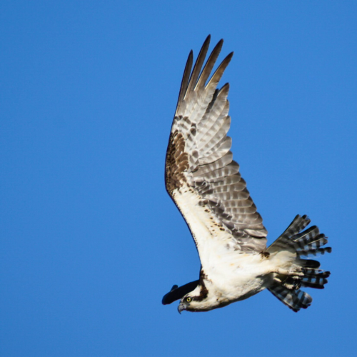 Osprey family 