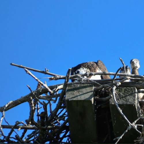 Osprey family 