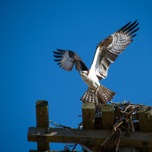 Osprey family 