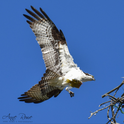 Osprey family 