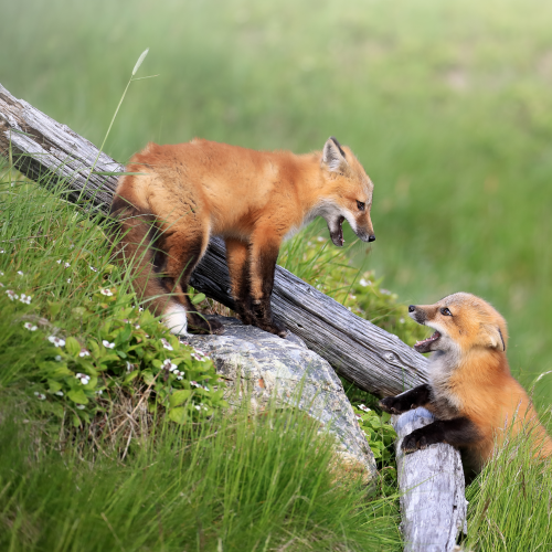 Fox Kit