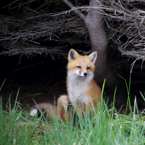 Fox Kit