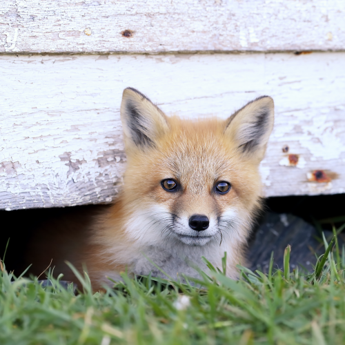 Fox Kit