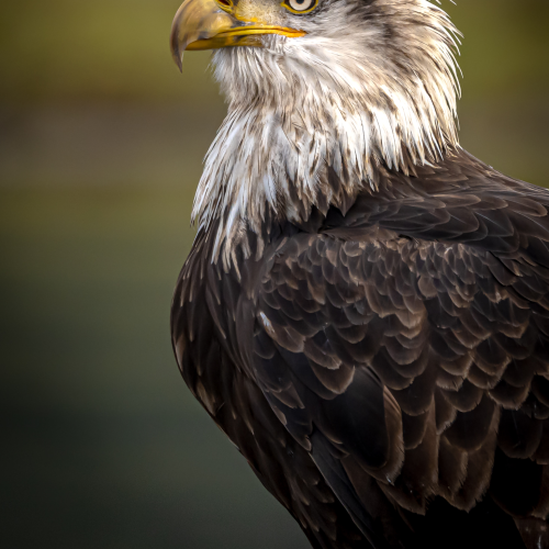 Eagle Portrait