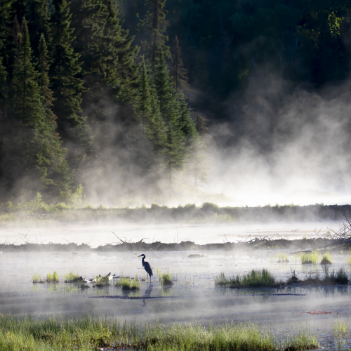 Heron in the Mist