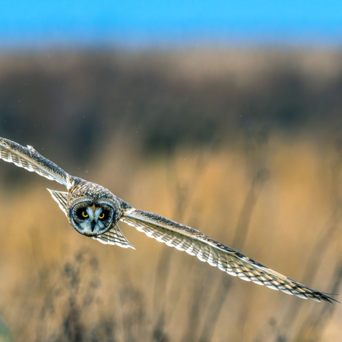 Short eared owl hunting