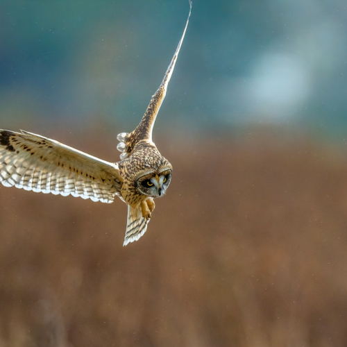 Short eared owl hunting