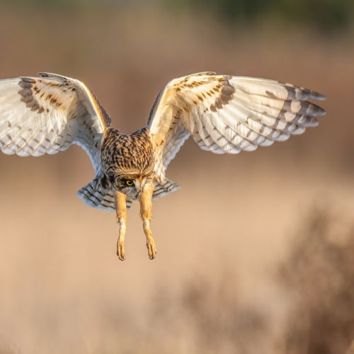 Short eared owl hunting