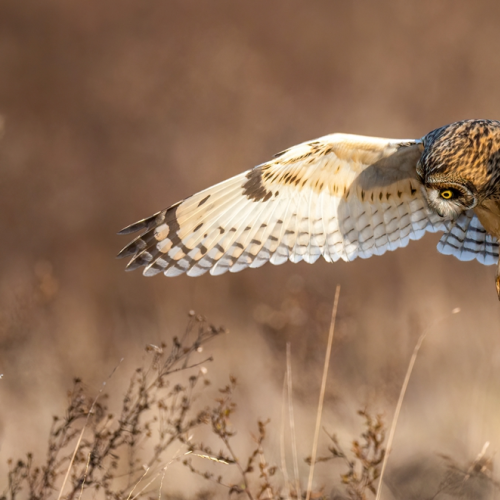 Short eared owl hunting