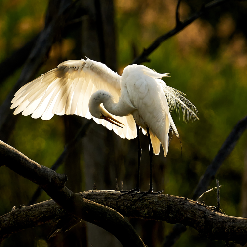 Great Egret preening.