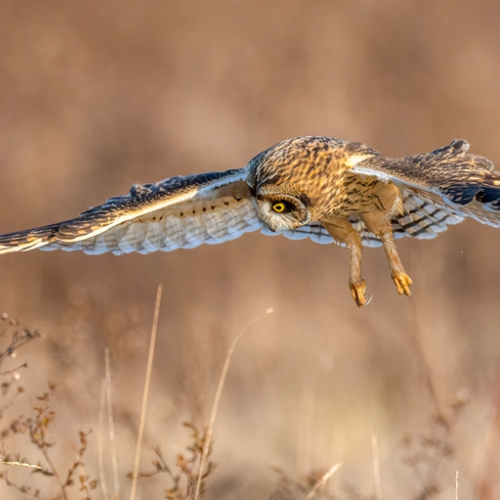 Short eared owl hunting