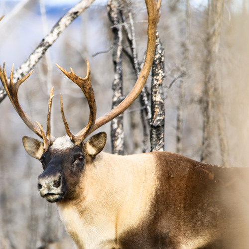 Curious Caribou