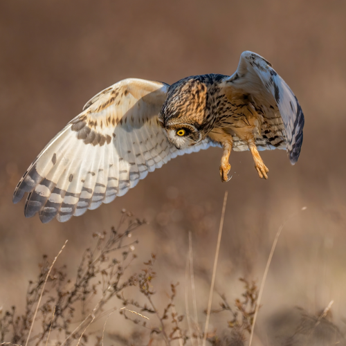 Short eared owl hunting