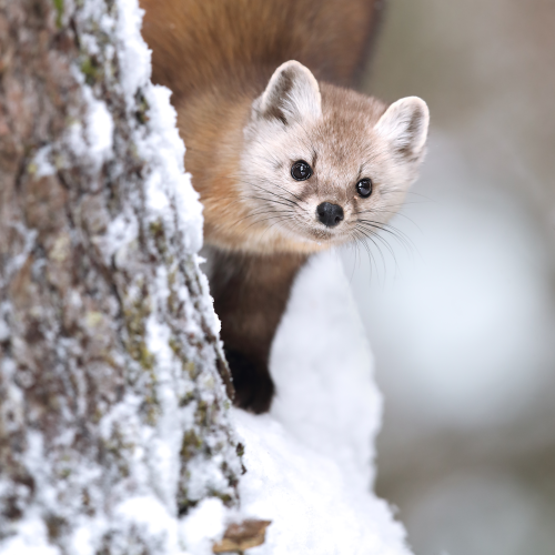 Marten