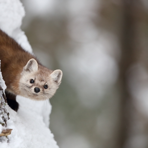 Marten