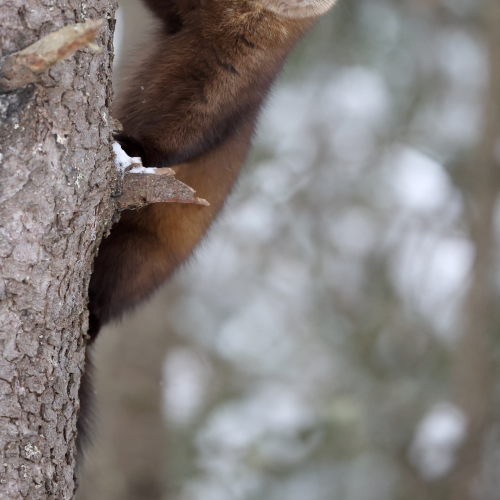 Marten