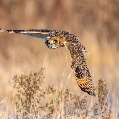 Short eared owl hunting