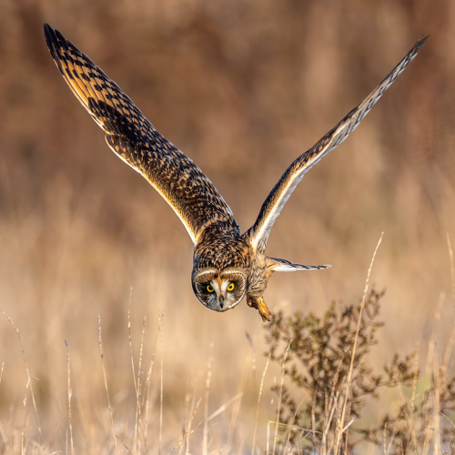 Short eared owl hunting