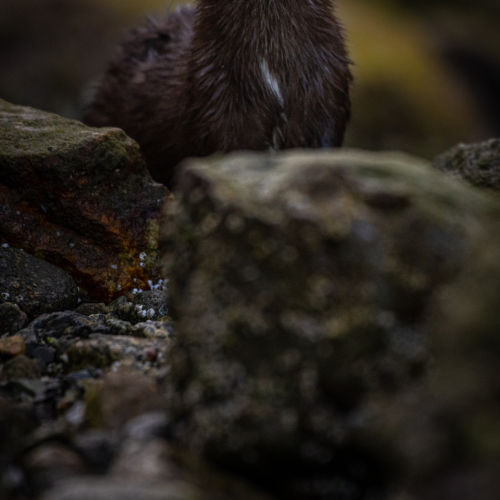 Mink