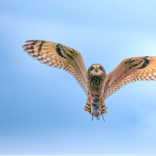 Short eared owl hunting with vole