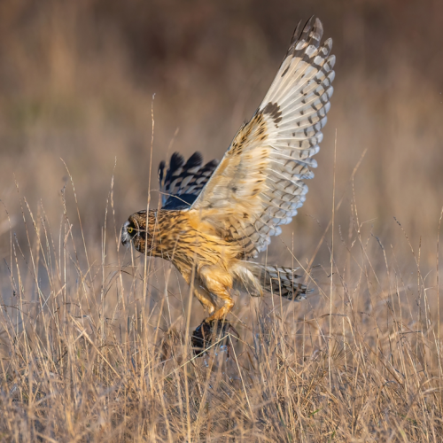 Short eared owl hunting with vole