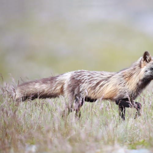 Cross Fox
