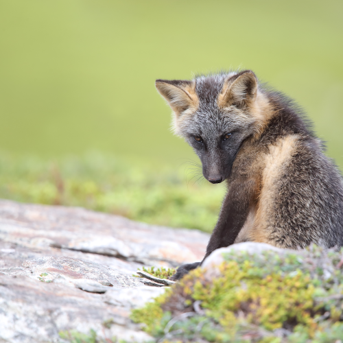 Cross Fox